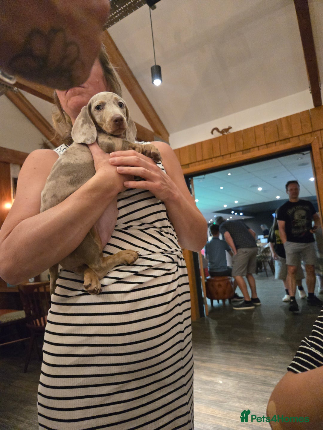Dachshund dogs for sale: Ready now, last 3 Dachshund Puppies - Image 34