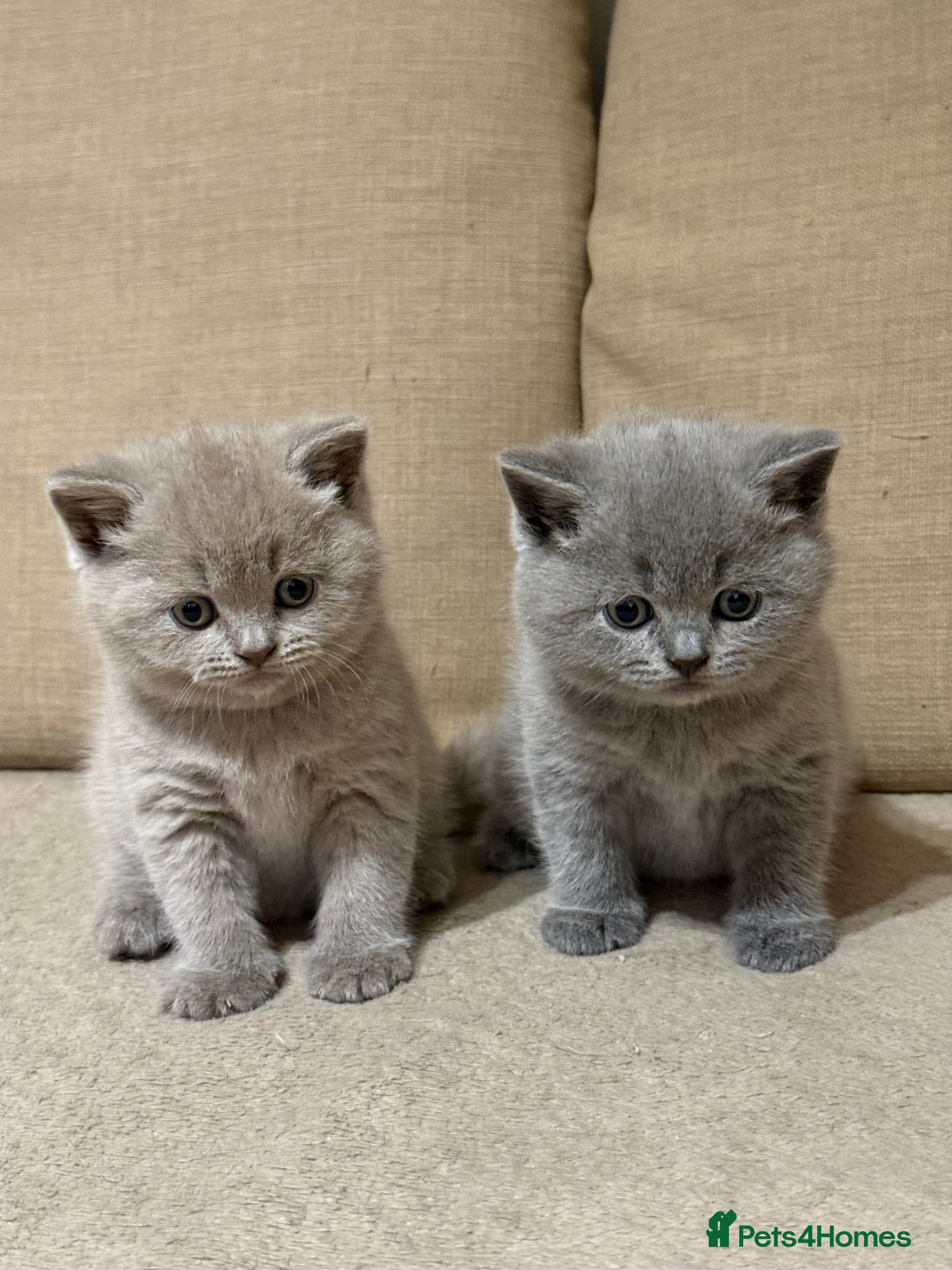 British Shorthair cats British Shorthair cat - Advert 17