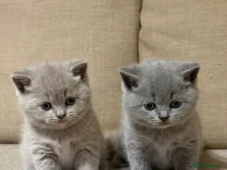 British Shorthair cats British Shorthair cat - Advert 17