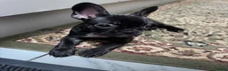 French Bulldog dogs for sale: 4 Beautiful French Buldog Puppies - Advert 11