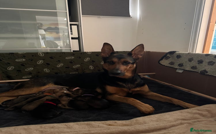 Mixed Breed dogs - Advert 1