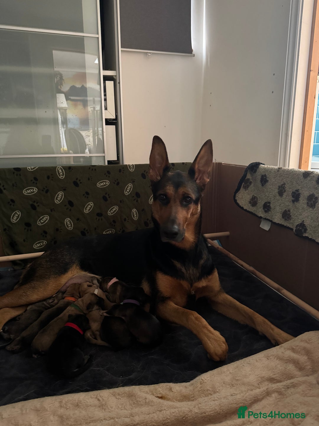 Mixed Breed dogs for sale: Beautiful Inca & handsome Nanuq PUPDATE x2  - Image 1