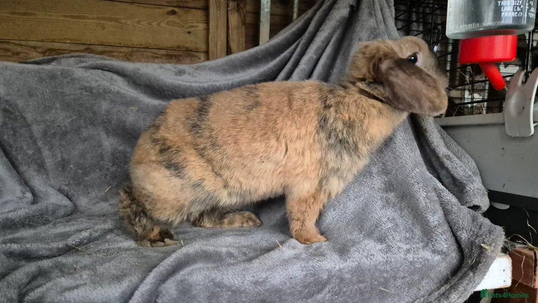 Mini Lop rabbits for sale: Mini Lop - Advert 3