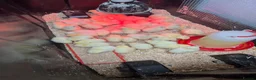 Mixed Breed poultry for sale: Ducks, ducklings, pullets, chicks - Advert 6