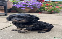 Cavapoo dogs for sale: Cavapoo rare black &tan health tested  - Image 5