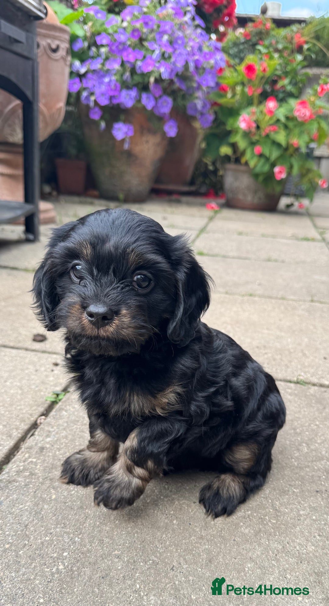 Cavapoo dogs for sale: Cavapoo rare black &tan health tested  - Image 5