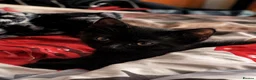 Bombay cats for sale: Black male kitten  in Peterborough - Advert 1
