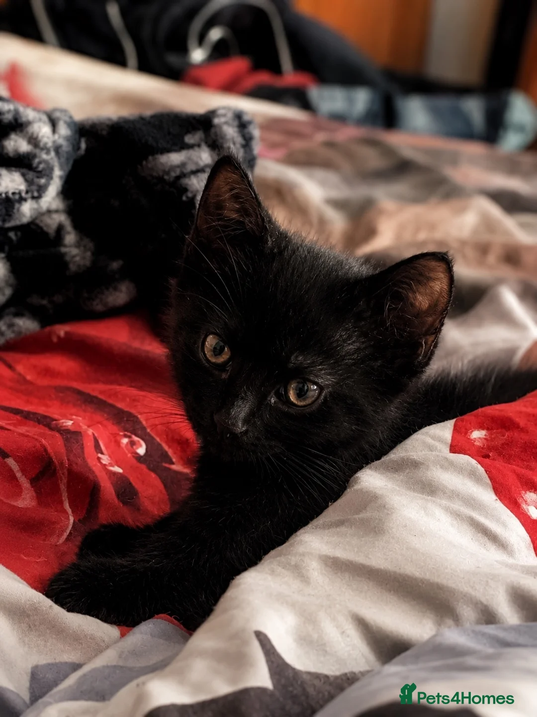 Bombay cats for sale: Black male kitten  in Peterborough - Advert 1