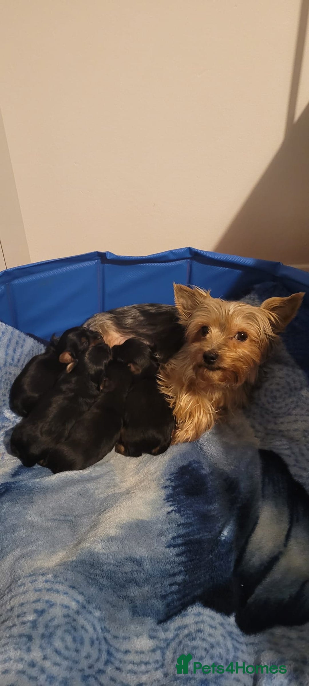 Yorkshire Terrier dogs for sale: Yorkshire terrier  - Advert 7