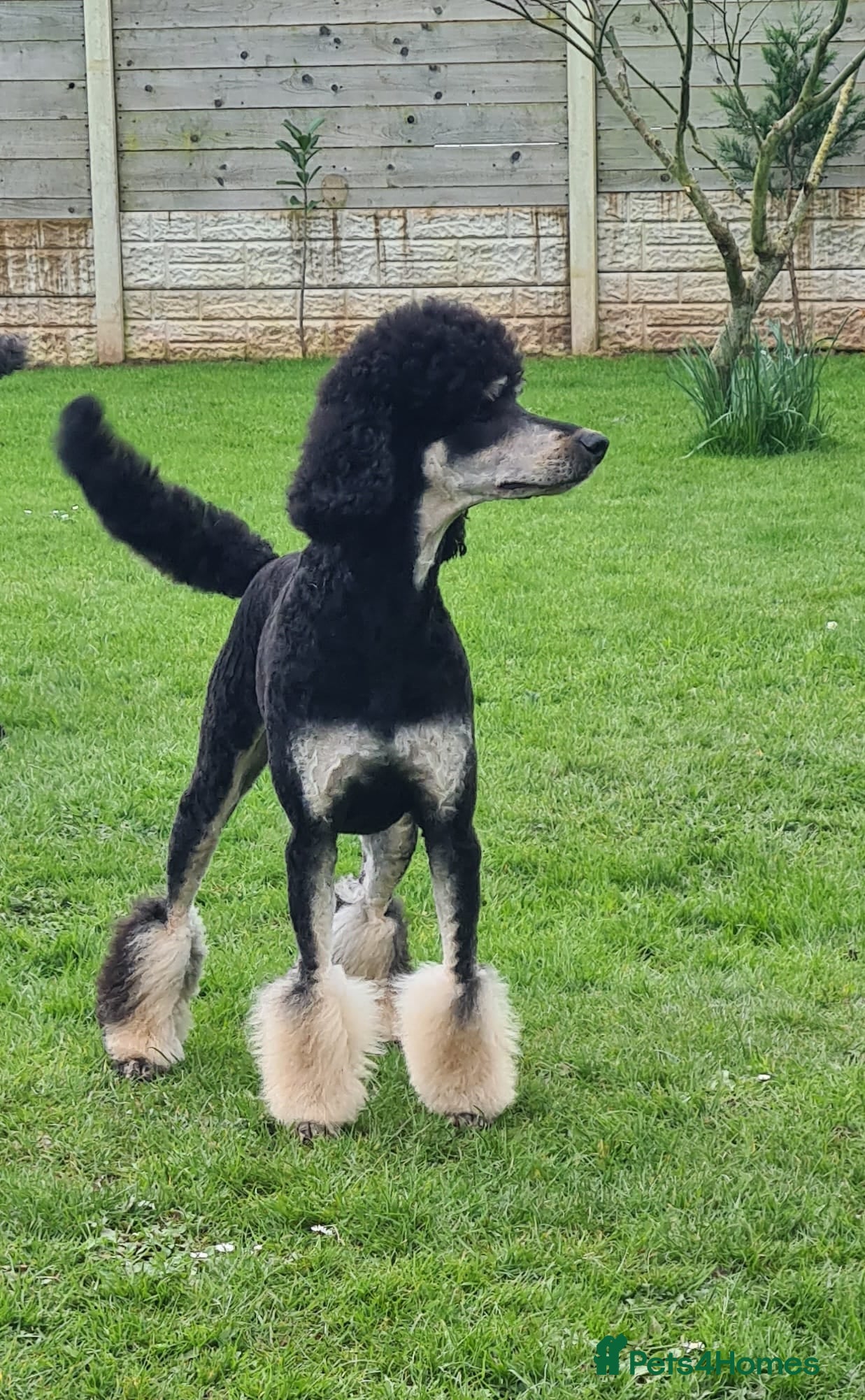 Bernedoodle dogs 🐾🐾 WAITING LIST..MIDI BERNEDOODLES 🐾🐾 - Advert 10