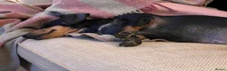 Miniature Dachshund dogs for sale: Beautiful miniature dachshund puppies - Advert 3