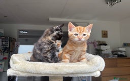 Mixed Breed cats for sale: 1/4 Maincoon dog friendly kittens - Image 16