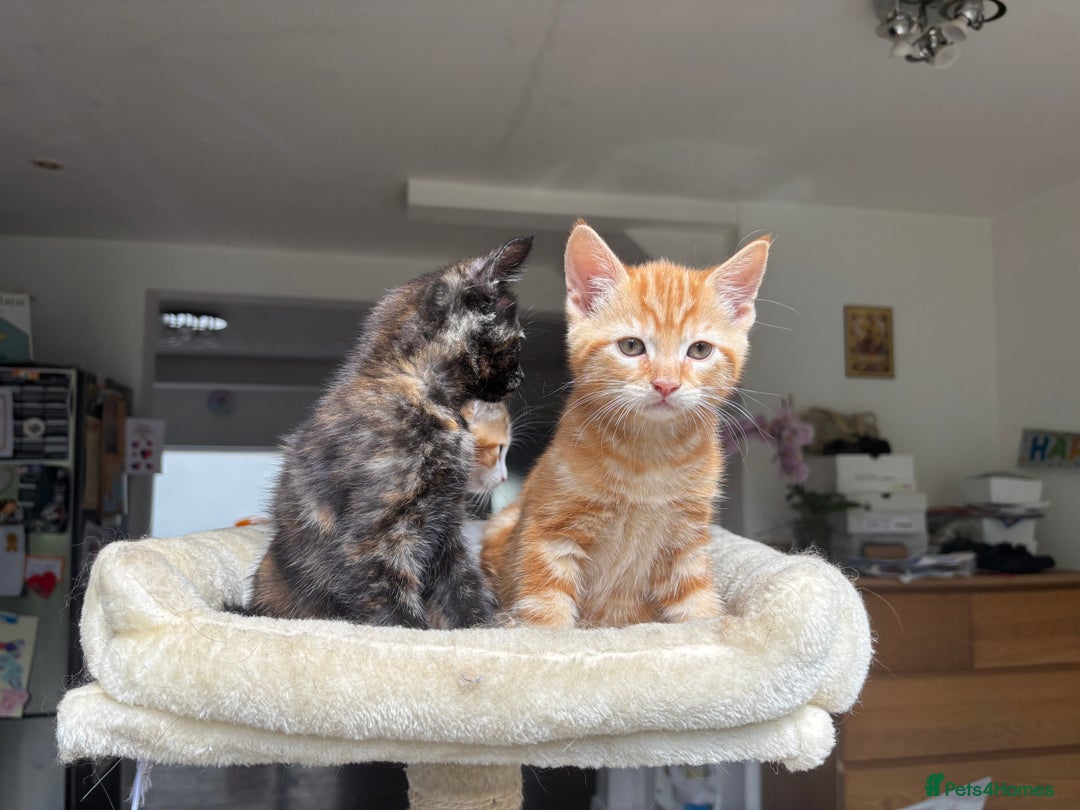 Mixed Breed cats for sale: 1/4 Maincoon dog friendly kittens - Image 16