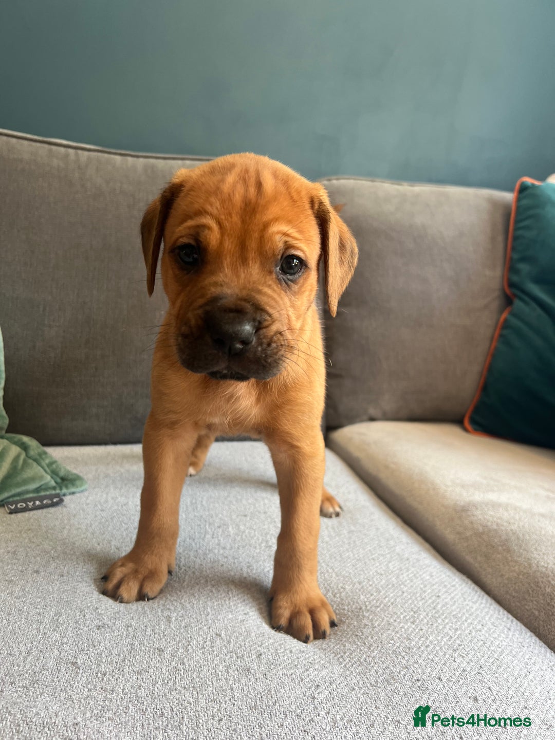 Mixed Breed dogs for sale: Puppies looking for forever homes 🏡 - Image 14