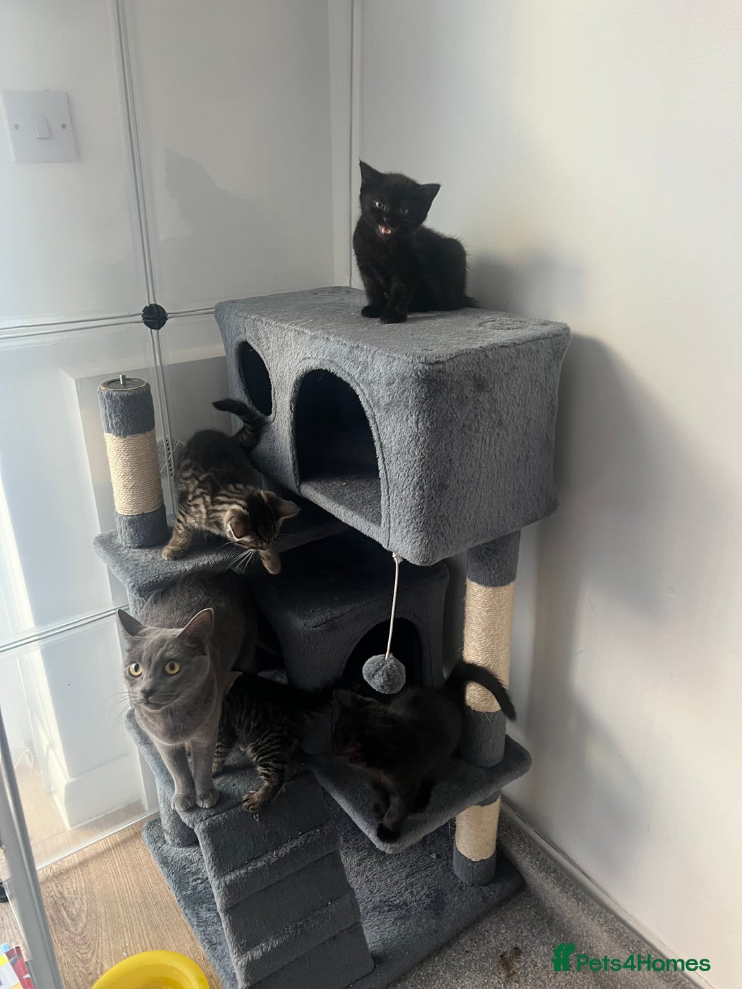 Mixed Breed cats for sale: Kittens for sale  - Advert 8