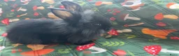 Mixed Breed rabbits for sale: Beautiful Baby Rabbits – Two Lovely Litters - Advert 4