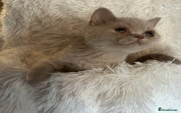 British Shorthair cats for sale: Beautiful lilac BSH Kittens awaiting homes - Advert 1