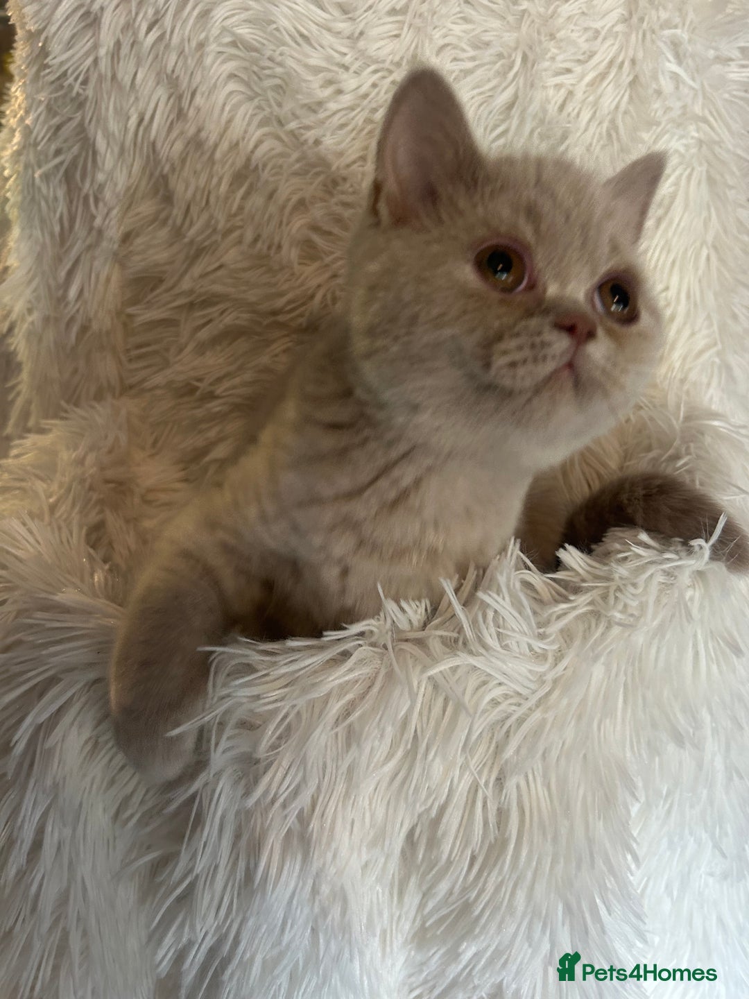 British Shorthair cats for sale: Beautiful lilac BSH Kittens awaiting homes - Advert 1