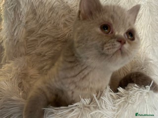 British Shorthair cats - Advert 10