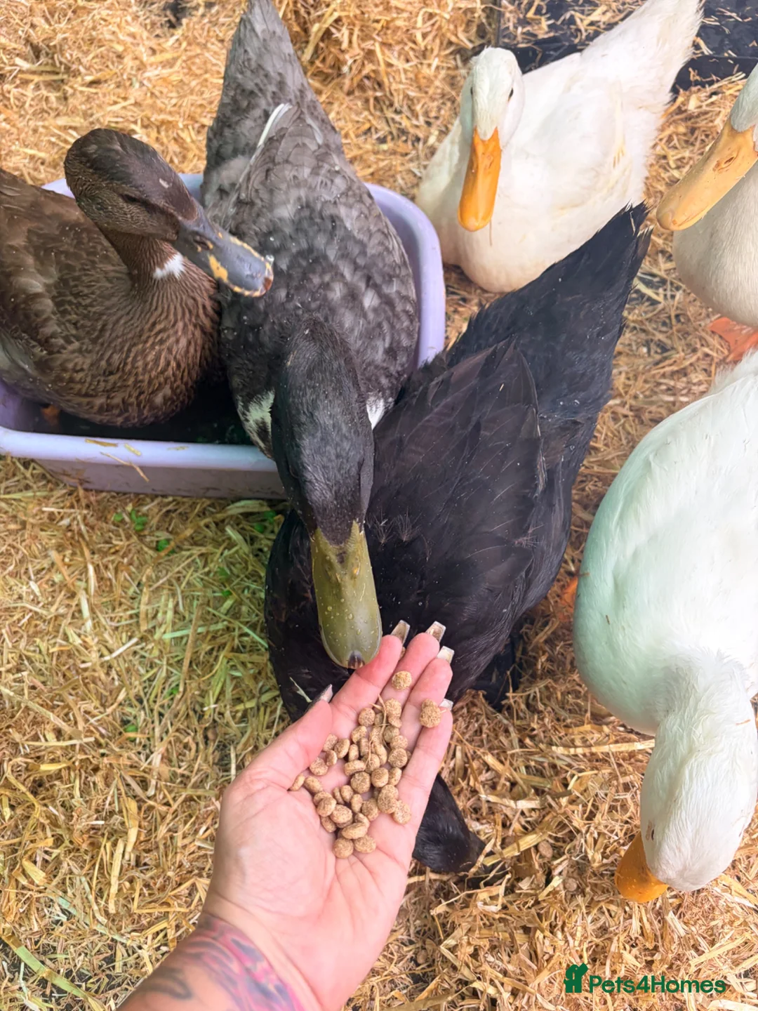 Ducks poultry for sale: Ducks !  - Advert 3