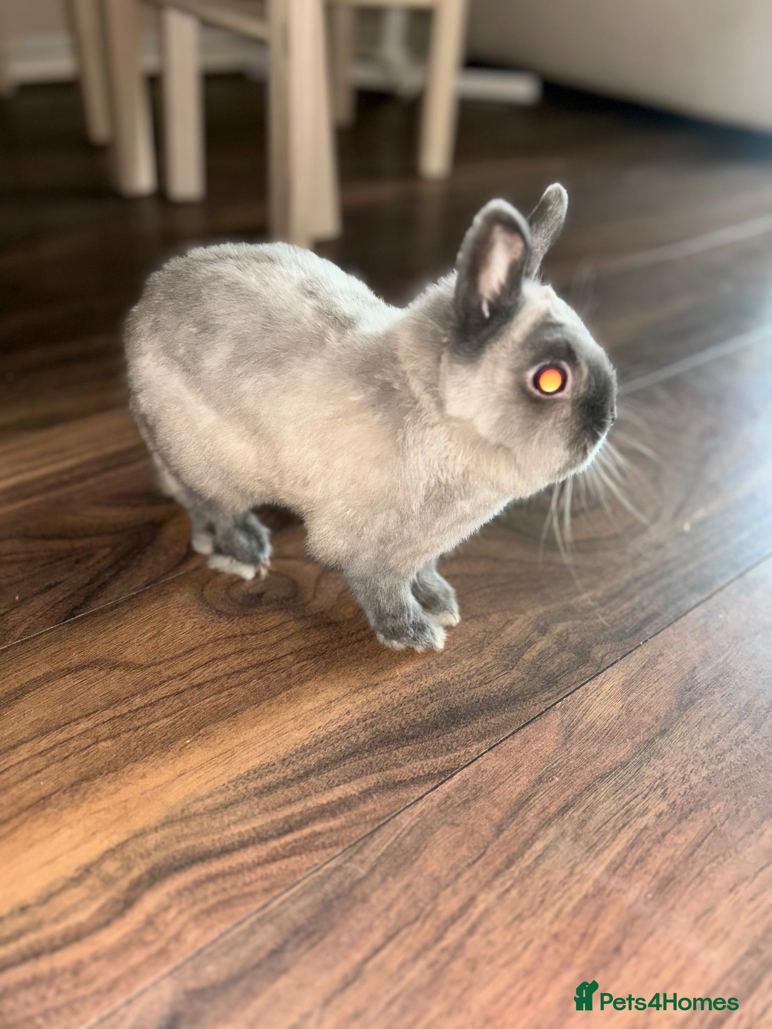 Netherland Dwarf rabbits Dwarf rabbit  - Advert 1