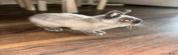 Netherland Dwarf rabbits for sale: Dwarf rabbit  in London - Advert 1