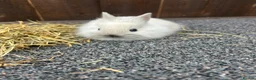 Mixed Breed rabbits for sale: Baby bunnies  - Advert 15