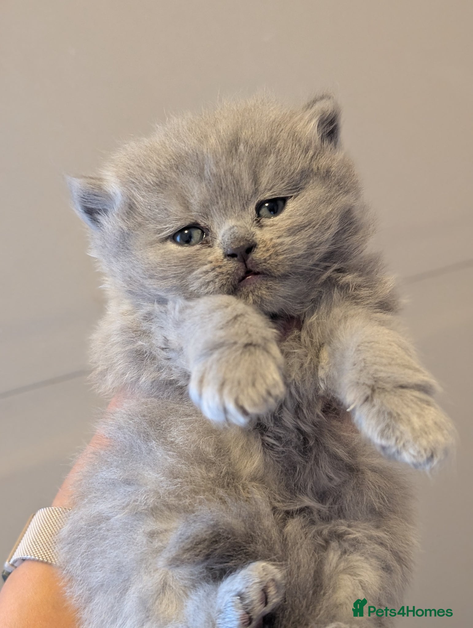 British Longhair cats British longhair and shorthair kittens  - Advert 6