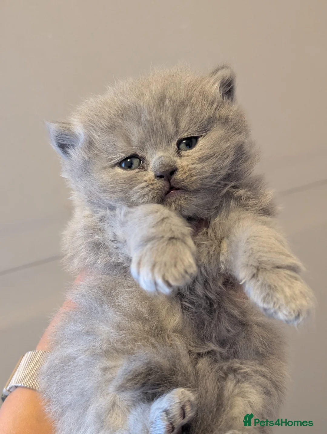 British Longhair cats for sale: British longhair and shorthair kittens  - Advert 1
