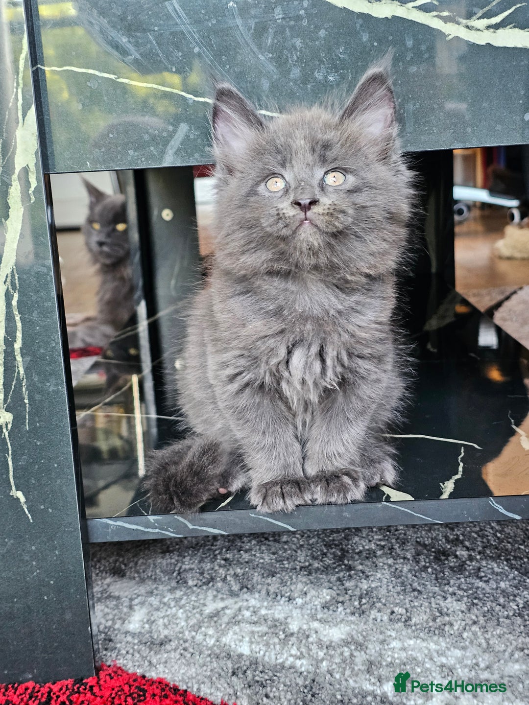 Maine Coon cats for sale: 🔥*Stunning Litter of 8💎Solid Blue Maine Coon*🔥  - Image 21
