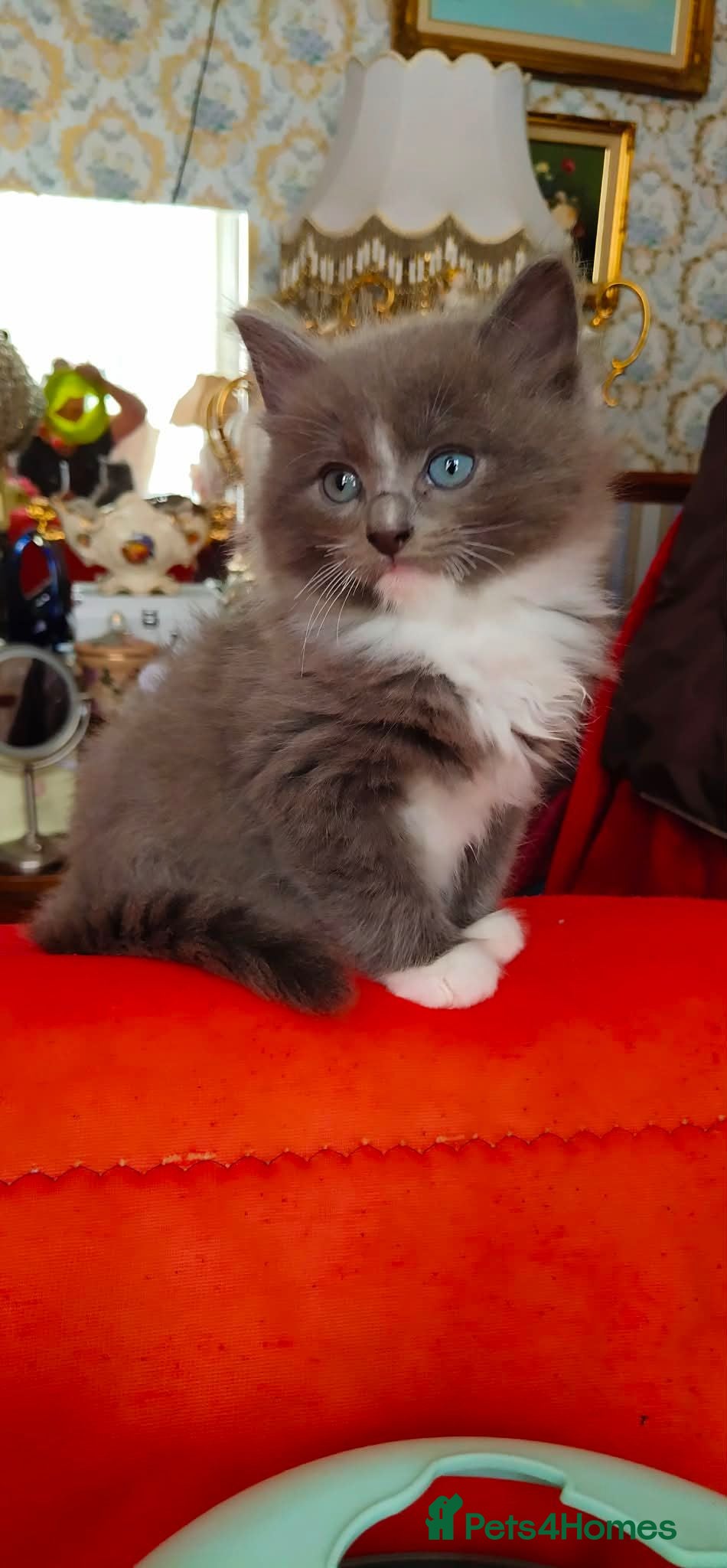 Ragdoll cats Kittens - Advert 1