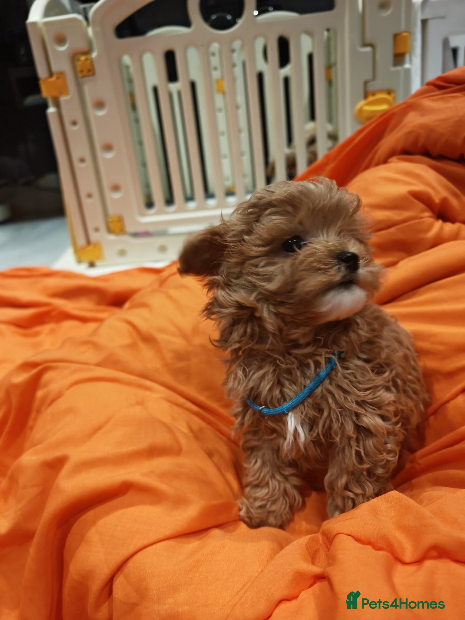 Maltipoo dogs Maltipoo F1 Toy Size, KC Parents, DNA Tested Clear - Advert 2