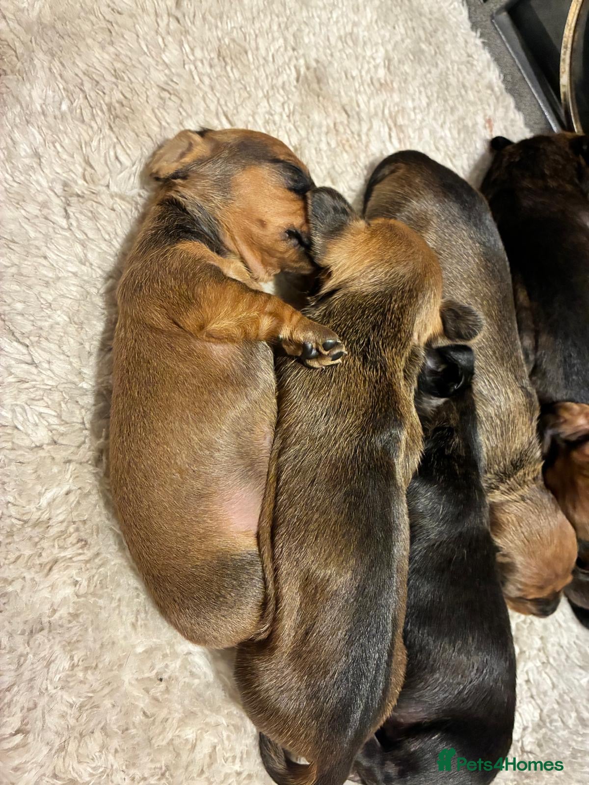 Dachshund dogs for sale: Miniature dachshunds  - Advert 15