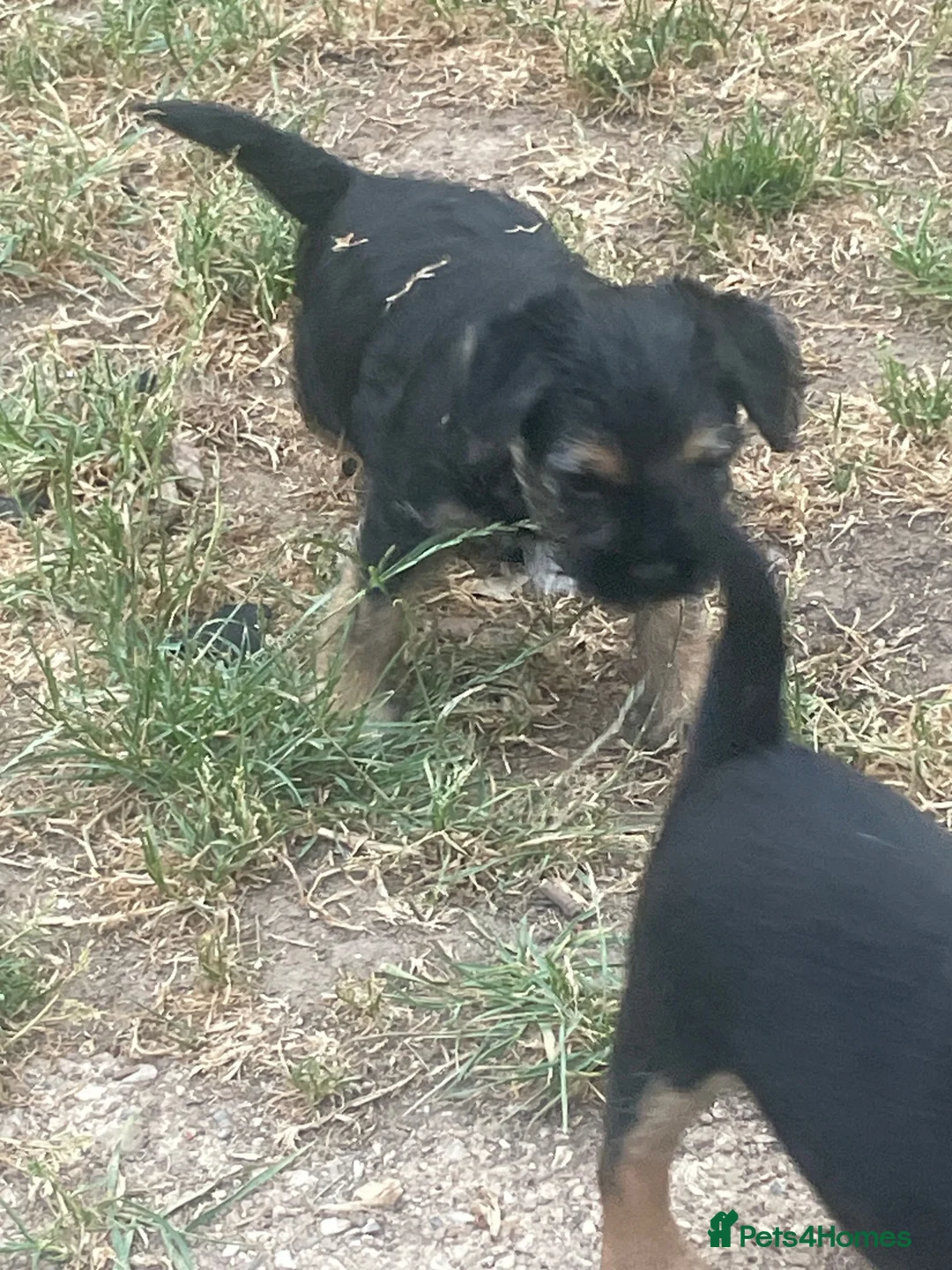 Border Terrier dogs for sale: Border Terrier  - Advert 20