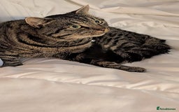 American Shorthair cats for sale: American Shorthair - Image 5