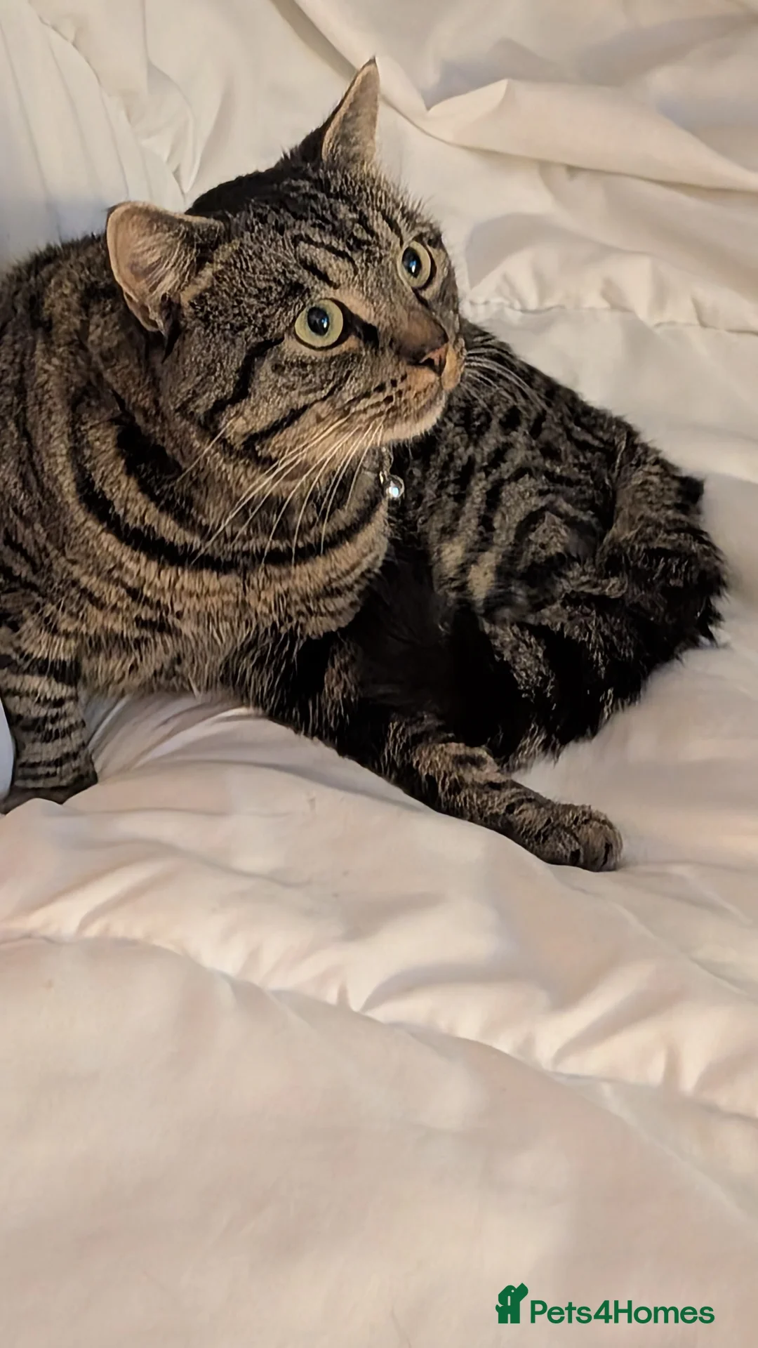 American Shorthair cats for sale: Bailey the Tabby Cat - Advert 5