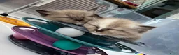 Ragdoll cats for sale: Registered pedigree cherubim ragdolls - Advert 2