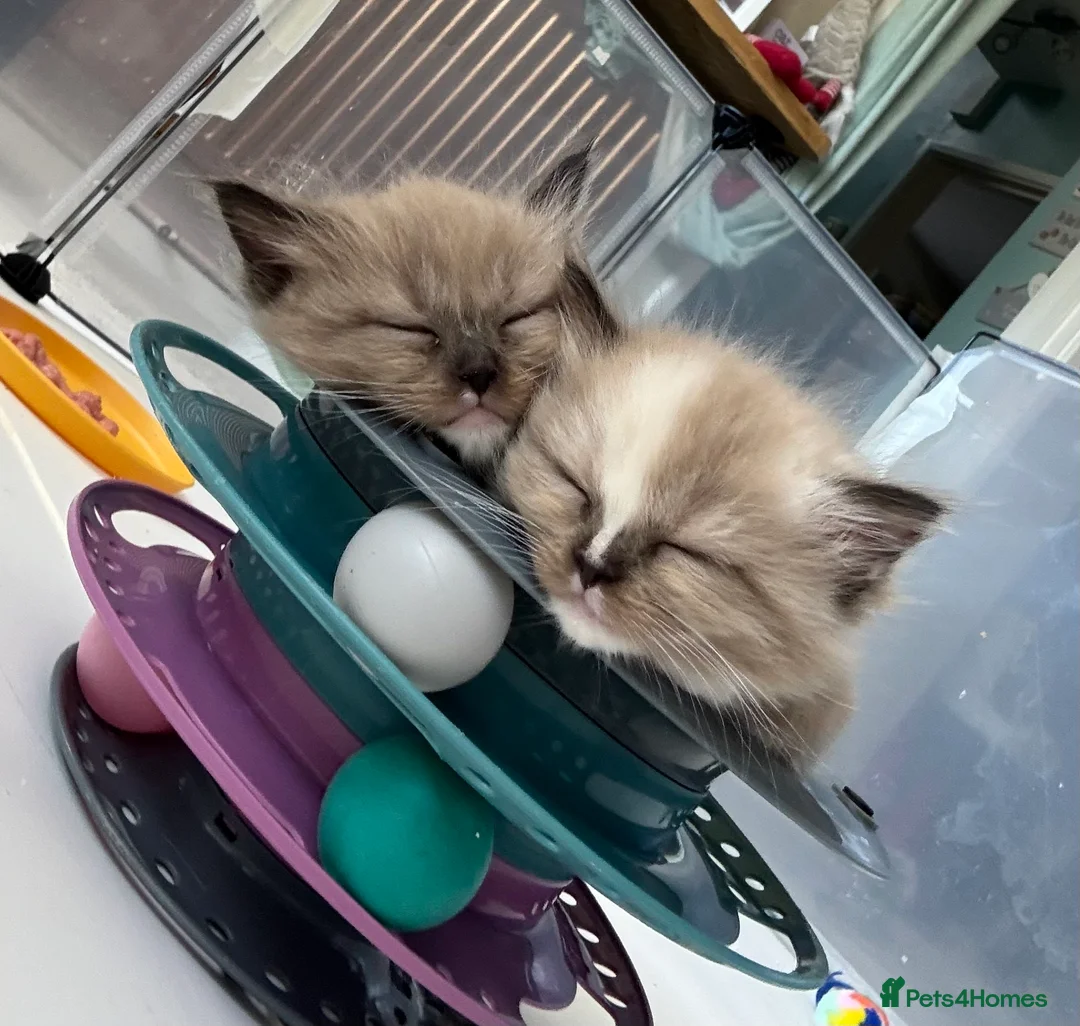 Ragdoll cats for sale: Registered pedigree cherubim ragdolls - Advert 2