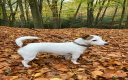 Jack Russell dogs for sale: Stunning 7 wks Jack Russell Terrier pups £950 - Image 12