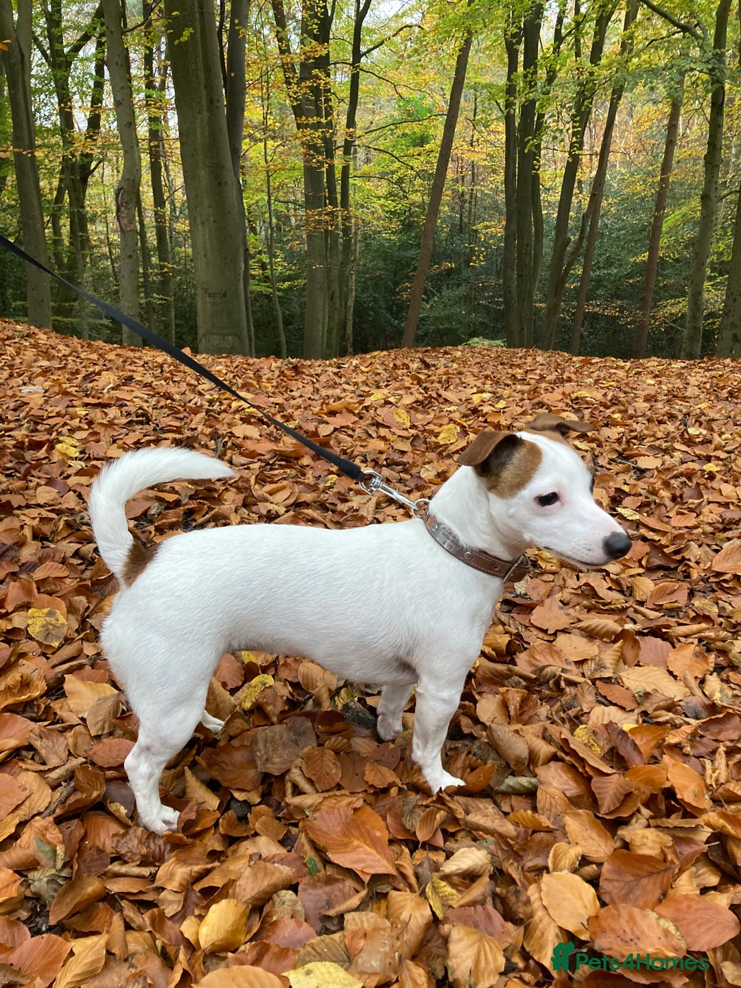 Jack Russell dogs for sale: Stunning 7 wks Jack Russell Terrier pups £950 - Image 12