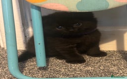 British Shorthair cats for sale: British short hair x - Image 7