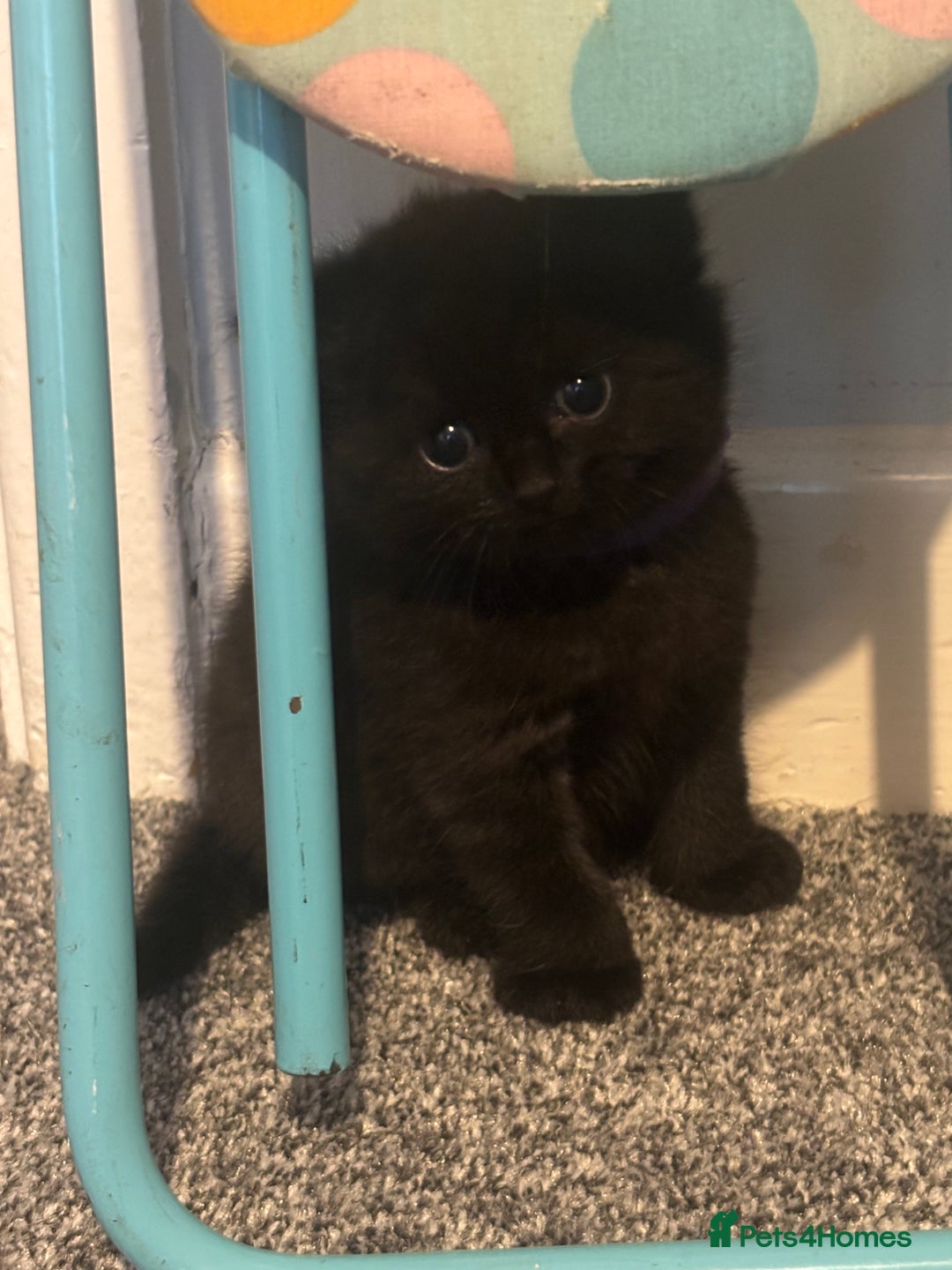 British Shorthair cats for sale: British short hair x - Image 7