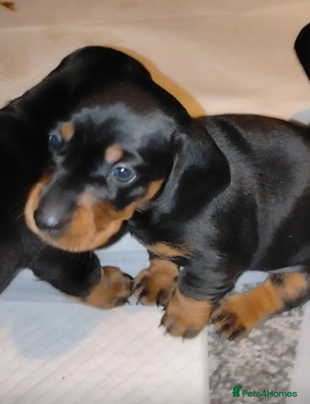 Dachshund dogs for sale: Dachshund Miniature  - Advert 6