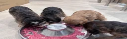 Mixed Breed dogs for sale: Beautiful Cockalier Puppies  - Advert 3