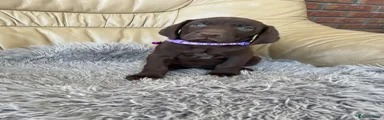 Mixed Breed Puppy 3