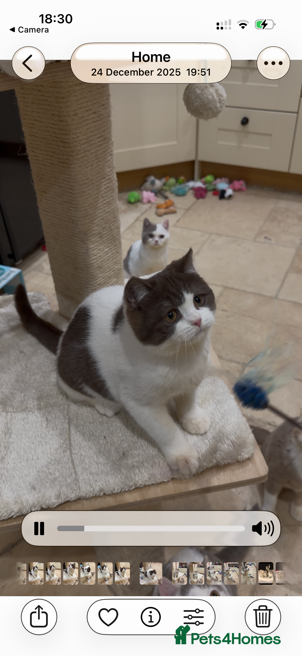 British Shorthair cats Full Pedigree Registered BSH - Advert 13