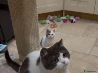 British Shorthair cats Full Pedigree Registered BSH - Advert 10