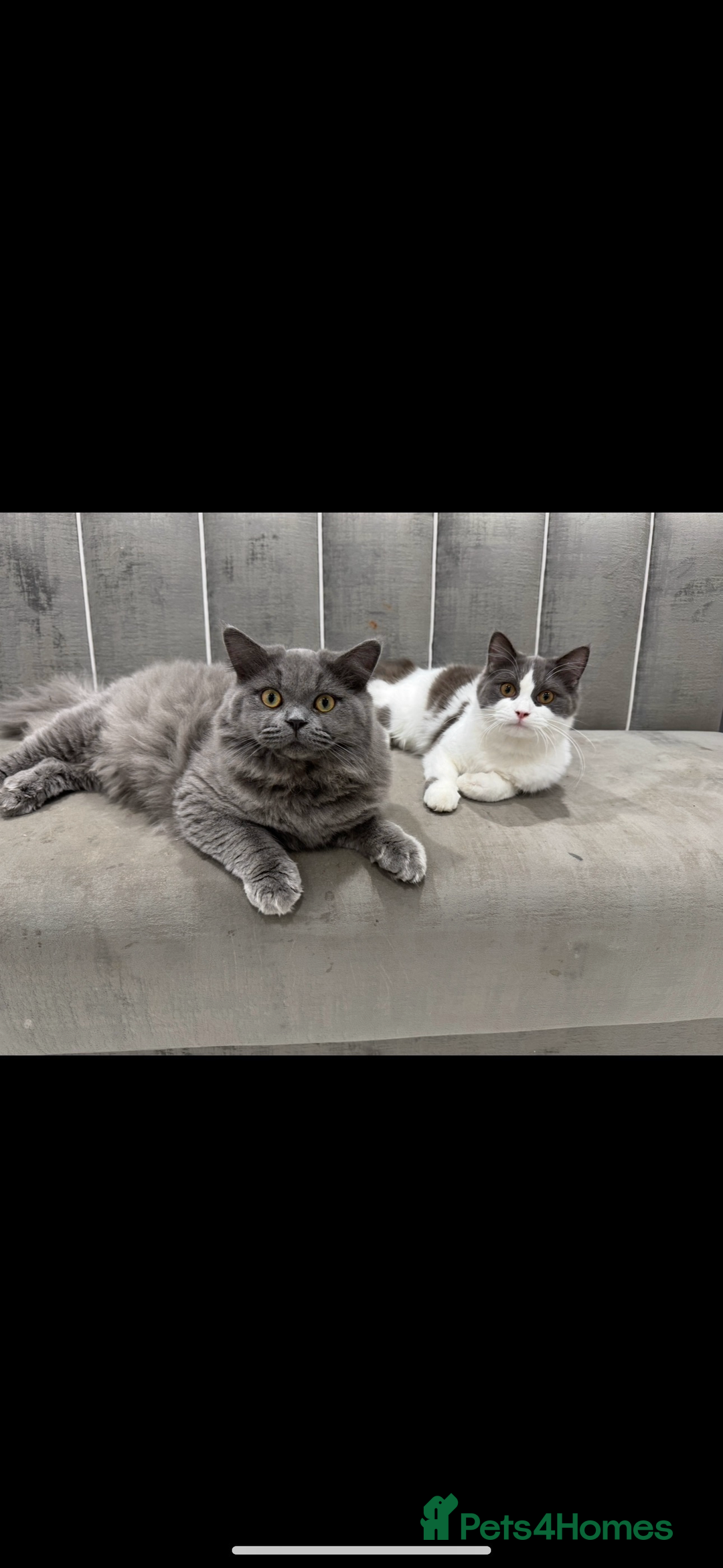 British Longhair cats for sale: Beautiful British long hair kittens  - Image 11