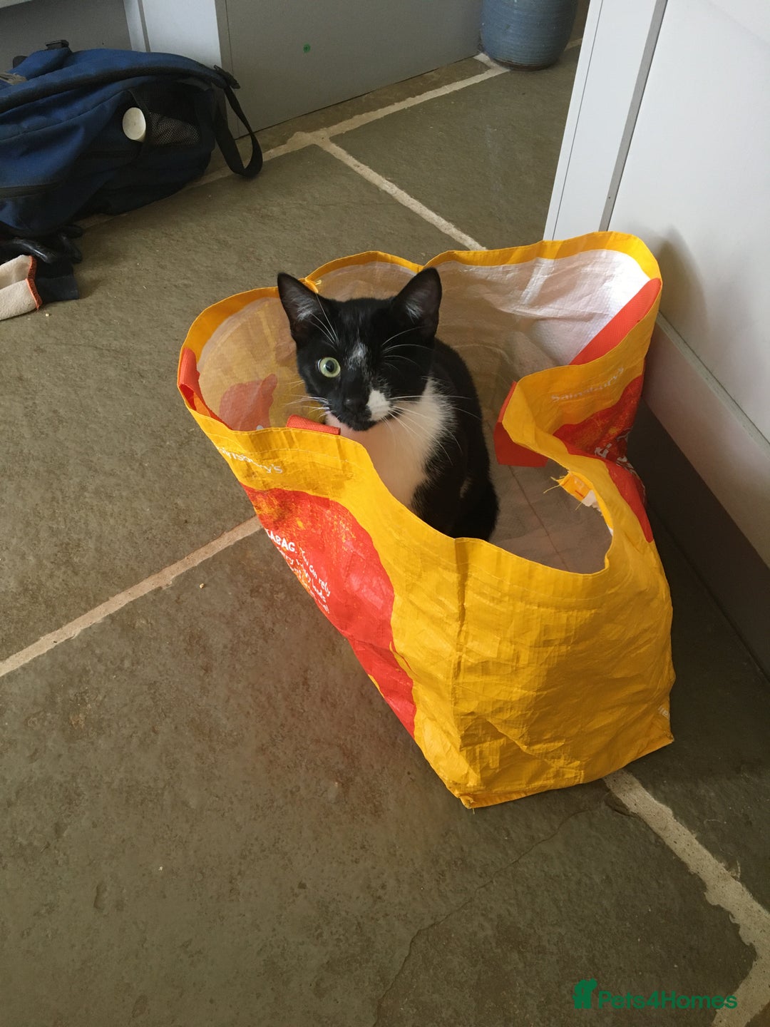 Domestic Shorthair cats for sale: Heart breaking decision  - Image 5