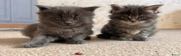 Maine Coon cats for sale: Maine coon kittens - Advert 9